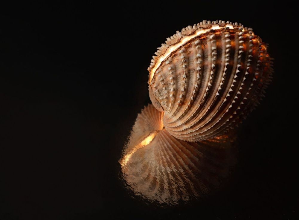 Glowing Seashell