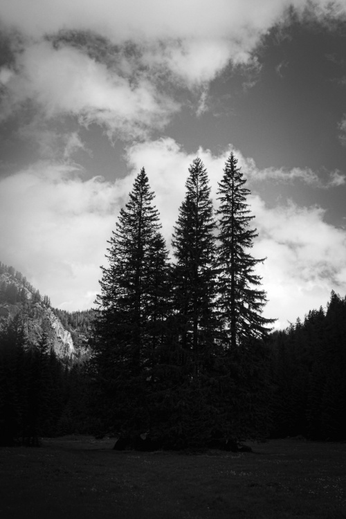 scapes-031_201405_Three-Trees-At-Hochschwab_Copyright-Jan-Soehlke