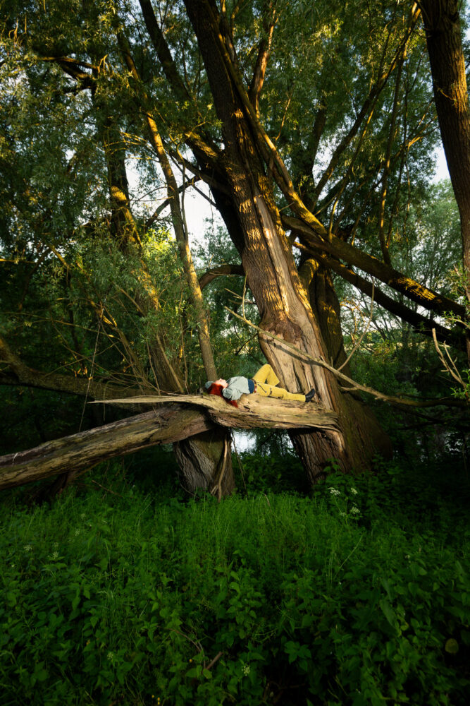 Artist, gardener and deputy mayor of Telgte Tatjana Scharfe lying in a broken willow tree by the river Ems near Telgte, Germany